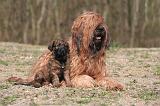 BRIARD 189